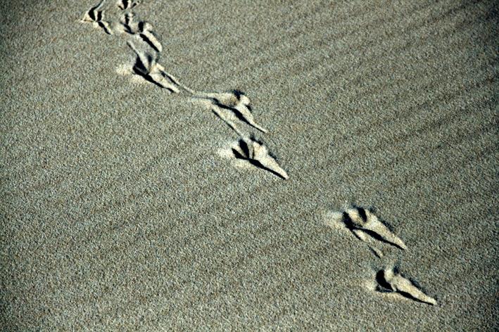 Spuren im Strand.jpg